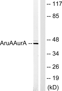 ARK-1 rabbit pAb Antibody