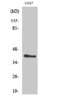 ARK-2 rabbit pAb Antibody