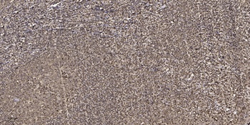 ARK-2 rabbit pAb Antibody