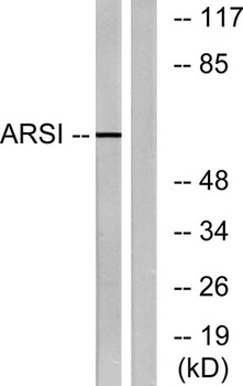Arylsulfatase I rabbit pAb Antibody
