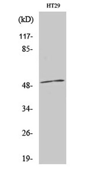 AR-β1 rabbit pAb Antibody