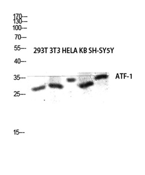 ATF-1 rabbit pAb Antibody