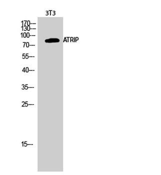 ATRIP rabbit pAb Antibody