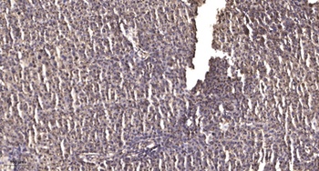 AurB/C rabbit pAb Antibody