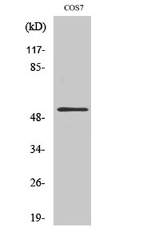 Aven rabbit pAb Antibody