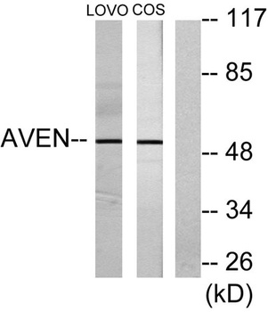 Aven rabbit pAb Antibody