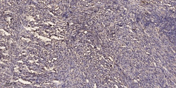 Aven rabbit pAb Antibody