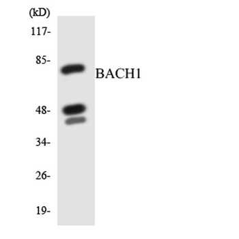 BACH1 rabbit pAb Antibody