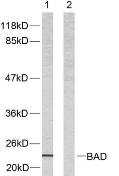 Bad rabbit pAb Antibody