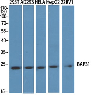 BAP31 rabbit pAb Antibody