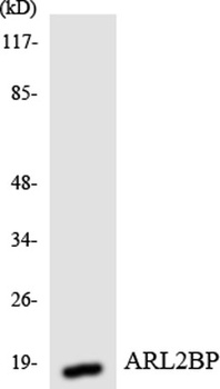 BART1 rabbit pAb Antibody