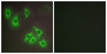 Bcl-w rabbit pAb Antibody