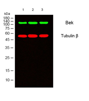 Bek rabbit pAb Antibody