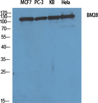 BM28 rabbit pAb Antibody