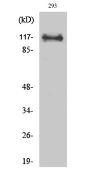 BM28 rabbit pAb Antibody