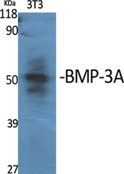 BMP-3A rabbit pAb Antibody