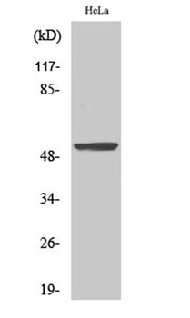 BMP-3A rabbit pAb Antibody