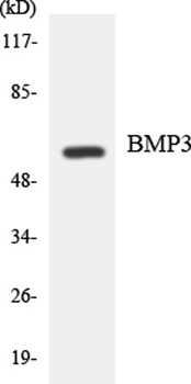 BMP-3A rabbit pAb Antibody