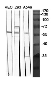 BMP-5 rabbit pAb Antibody