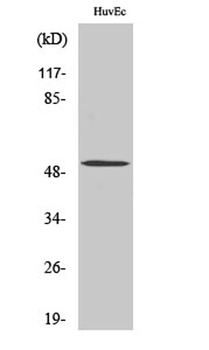 BMP-5 rabbit pAb Antibody