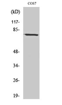 Bmx rabbit pAb Antibody