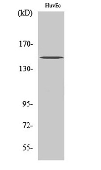 BRCAA1 rabbit pAb Antibody