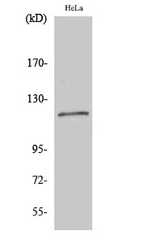 BubR1 rabbit pAb Antibody