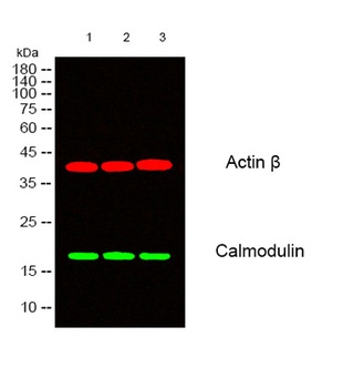 Calmodulin rabbit pAb Antibody