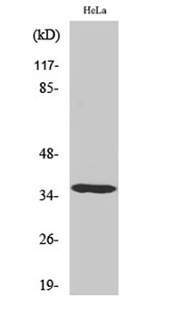 Casein Kinase Iα rabbit pAb Antibody