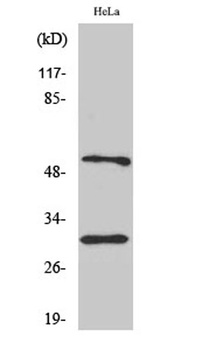 Caspase-10 B/D rabbit pAb Antibody