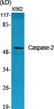 Caspase-2 rabbit pAb Antibody