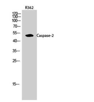 Caspase-2 rabbit pAb Antibody