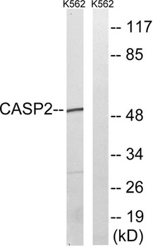 Caspase-2 rabbit pAb Antibody