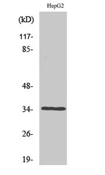Caspase-6 rabbit pAb Antibody