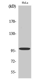 Catenin-α E/N rabbit pAb Antibody