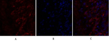 Caveolin-1 rabbit pAb Antibody