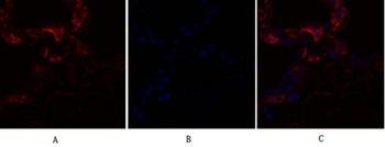 Caveolin-1 rabbit pAb Antibody