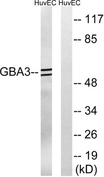 CBG rabbit pAb Antibody