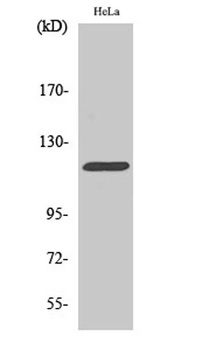 Cbl rabbit pAb Antibody