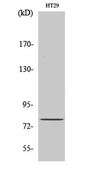 CBP80 rabbit pAb Antibody