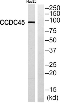 CCDC45 rabbit pAb Antibody