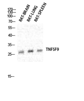 CD137L rabbit pAb Antibody