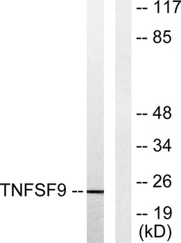 CD137L rabbit pAb Antibody