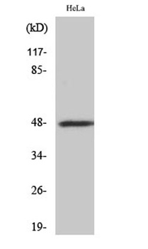 CD172b rabbit pAb Antibody