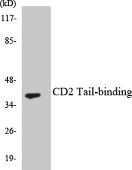 CD2BP2 rabbit pAb Antibody