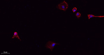 CD31 rabbit pAb Antibody