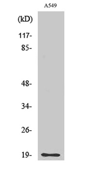 CD3-δ rabbit pAb Antibody