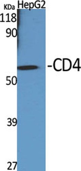 CD4 rabbit pAb