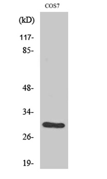 CD40 rabbit pAb Antibody