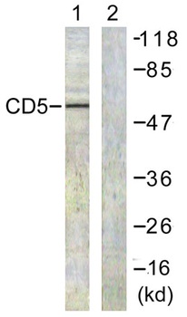 CD5 rabbit pAb